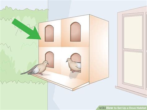 3 Ways to Set Up a Dove Habitat - wikiHow Pet