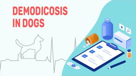 Demodicosis In Dogs - Petmoo