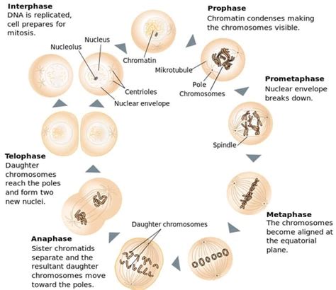 The 4 Mitosis Phases: Prophase, Metaphase, Anaphase, Telophase