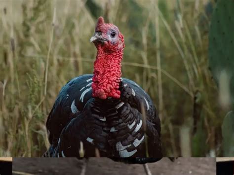 200+ Funny Names For Turkeys (Feathered Funnies)