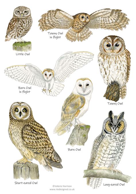 British Owls Identification A5 Card Postcard, Art Print