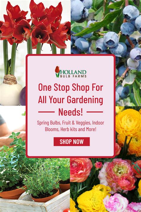 Holland Bulb Farms is the top rated online retailer of spring and fall ...