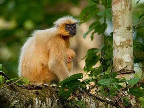 golden langur | Conservation India