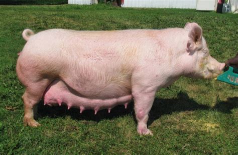 A Farm Girl's Fight: Farm Fact Friday ~ Boy or Girl ~ Pigs