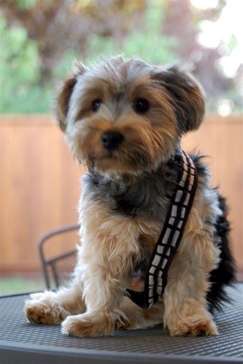 Chewbacca Dog, Cute Puppies, Cute Dogs, Halloween 2011, Youngling ...