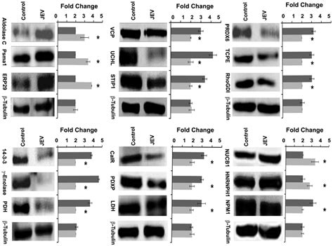 Validation of proteomic results using immunoblotting. Immunoblot of... | Download Scientific Diagram