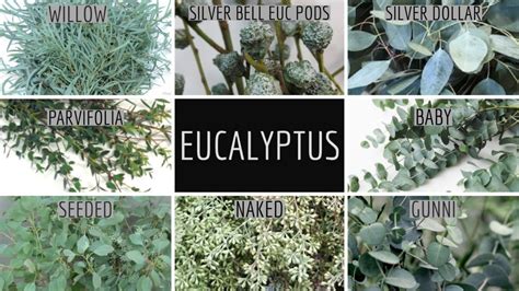 Floral Friday ~ Eucalyptus | Dreisbach Wholesale Florists