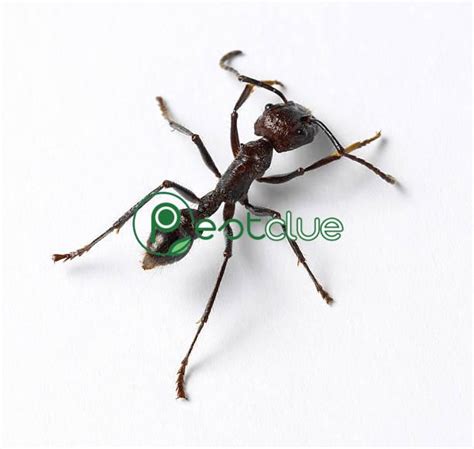 How to Get Ants Out of Your Walls? | Pestclue