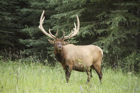 Elk, Banff National Park | Banff national park, National parks, Wapiti