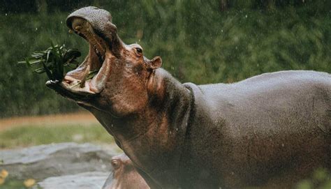 Do Hippos Eat Meat? [Are Hippos Carnivores?]