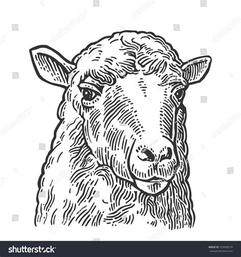 Sheep Head Hand Drawn Graphic Style Stock Vector (Royalty Free ...