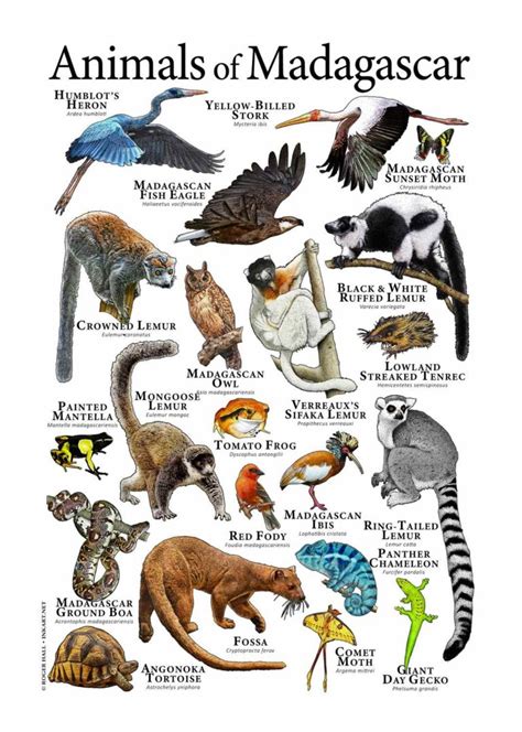 Animals of Madagascar Poster Print