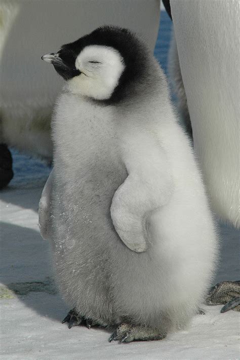 Baby Penguin with eyes closed - Penguin Pictures