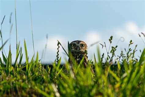 Premium Photo | Owl species diversity a visual exploration of raptor ...