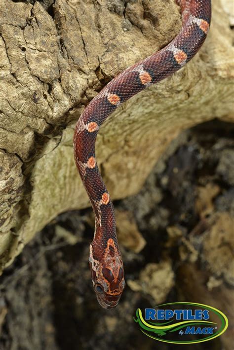 Corn Snake Care Sheet – Reptiles by Mack