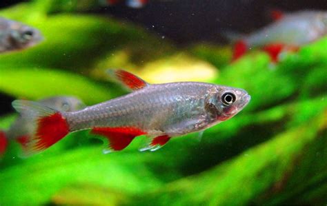 Bloodfin Tetra: Get Beautiful Amazonian Displays - Badman's Tropical Fish