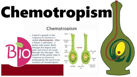 What is Chemotropism? by Simply The Best BIO - YouTube