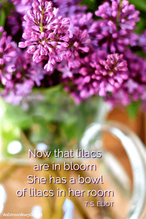 What picking a beautiful lilacs bouquet can do for your spirit? | An Extraordinary Day