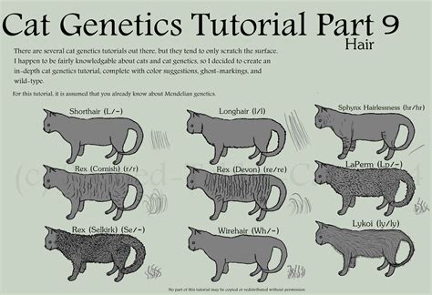 Cat Fur Coat Genetics – Tradingbasis