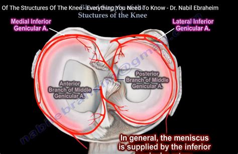 Blood supply of Structures of the Knee — OrthopaedicPrinciples.com