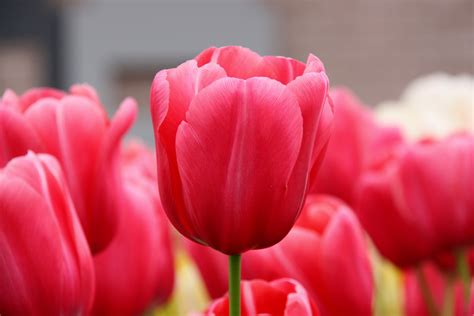 File:Pink-Tulips-2009.jpg - Wikimedia Commons