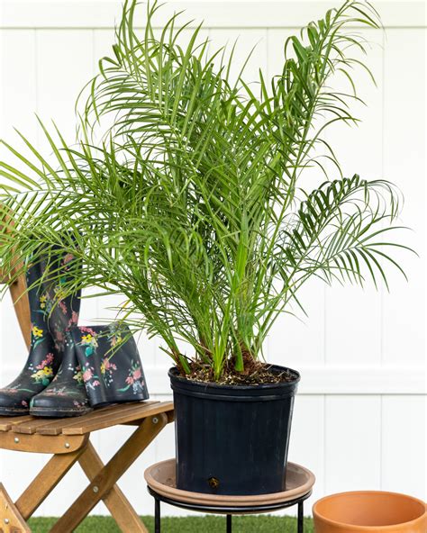 Pygmy Date Palm Care Indoor / Pygmy Date Palm Care How To Grow Phoenix ...