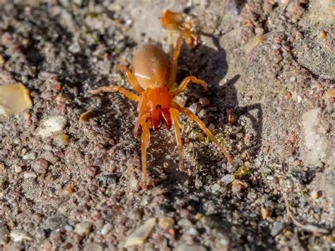 Woodlouse Spider (Dysdera crocata): Facts, Identification & Pictures