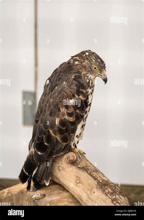 closeup of a bird of prey at the British Bird of Prey centre, Wales ...