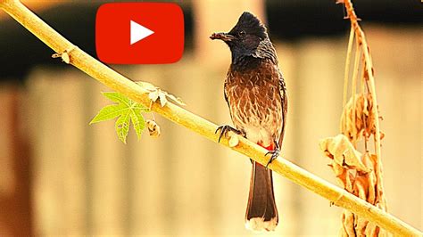 Red vented Bulbul Singing | NATURE EXPLORER | Bulbul sound | Voice | Singing and Chirping in a ...