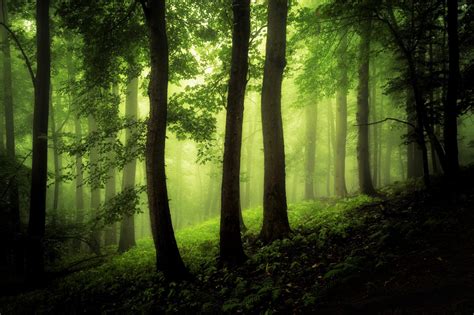 Sfondi : luce del sole, natura, legna, ramo, verde, mattina, nebbia, giungla, foresta pluviale ...