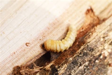 Longhorned Beetle Larvae, Cerambycidae Sp Stock Image - Image of larva, beetle: 21403273