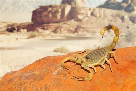 Creatures Found Glowing At Night in the Desert Turn Out To Be a New Scorpion Species - A-Z Animals