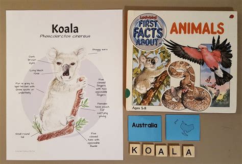 Unit Study Koala Anatomy and Facts Lesson Plans, Homeschool, Notebooking, for Elementary Aged ...