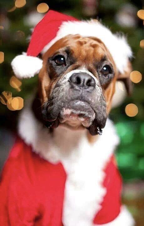 Christmas for your #boxerdogs | Boxer dogs, Dogs, Boxer puppies