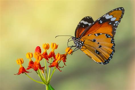 Butterfly by Tzvika Stein