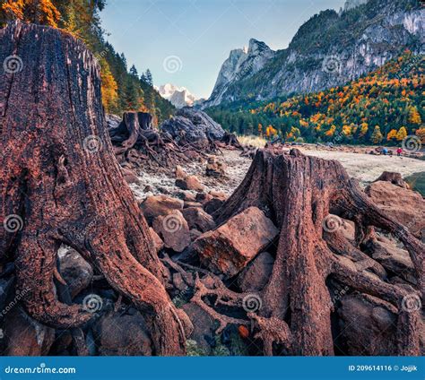 Huge Roots of Old Tree on Gosausee Vorderer Lake with Dachstein Glacier ...