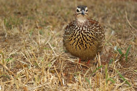 Wild Guinea Fowl - Pentax User Photo Gallery