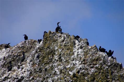 Pelagic cormorant stock photo. Image of ocean, pelagicus - 287909164