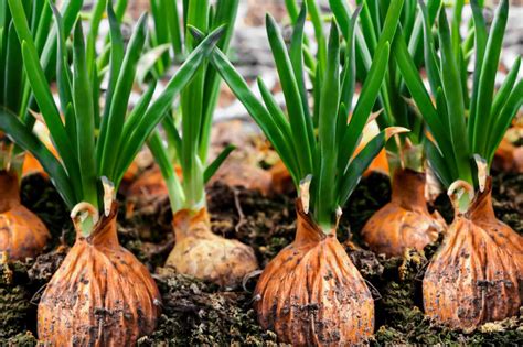 How to Grow Onion Bulbs - BroadPick