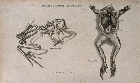 Frog Internal Anatomy - Anatomical Charts & Posters