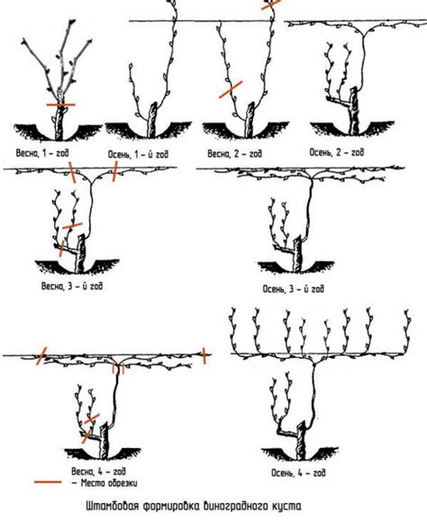 Pruning grapes in the spring, summer, autumn to winter for beginners