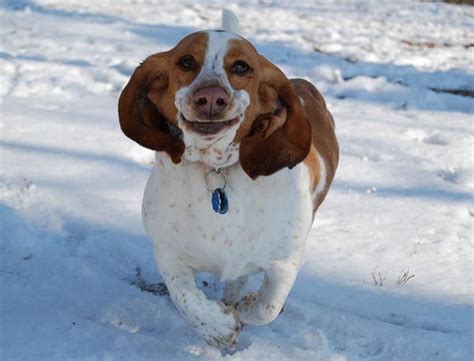 Nine Hilarious Photos Of Basset Hounds Running