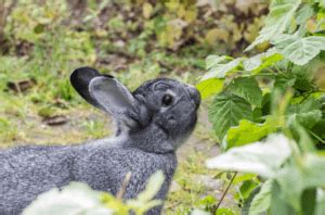 American Chinchilla Rabbit - Breed Info & Top Guide