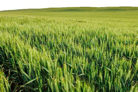 Wheat Field PNG Transparent Images - PNG All