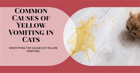 Common Causes of yellow Vomiting in Cats - BEACONPET