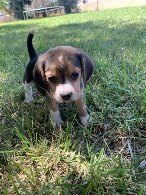 Purebred Beagle Puppies