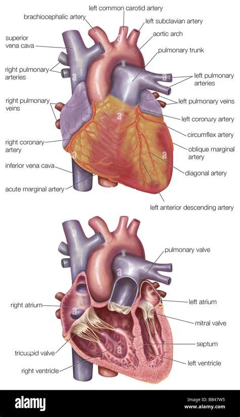 Labeled Human Heart Human Anatomy Real Human Heart Labeled, 43% OFF