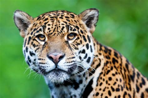 Jaguar (Panthera Onca) - Lifestyle, Diet, and More - Wildlife Explained