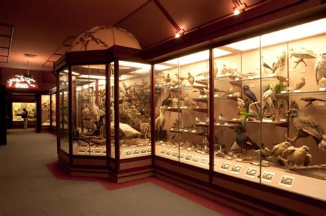 Hall of Birds | Natural History Museum