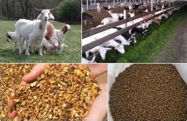 Goat Feed at best price in Theni by Mullaih Traders | ID: 4317494233